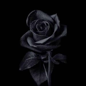 Meet your Posher, Paula h